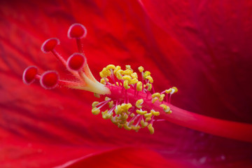 Red flowers in full bloom Show off the beauty of the red petals and yellow stamens .