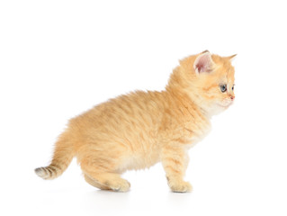 Little kitten on white background