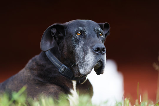 Portrait Of Old Dog