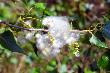 poplar fluff in the twig among green leaves