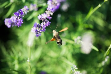 Lavender, Flower, Field.