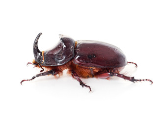 European rhinoceros beetle, Oryctes nasicornis, macro profile on