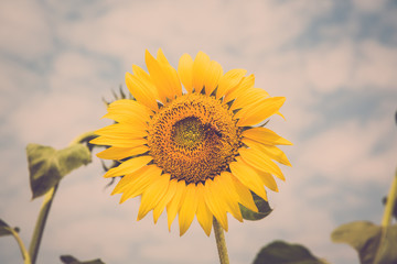 Sunflowers in vintage filter.