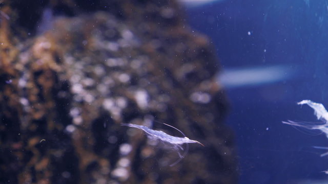 Sea creatures swimming in a fish tank
