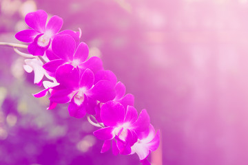 Fototapeta na wymiar beautiful orchid background