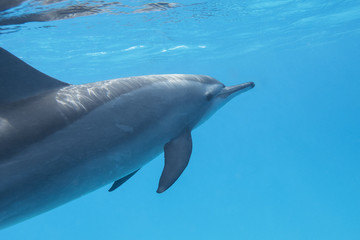 seul dauphin en mer tropicale, sous l& 39 eau