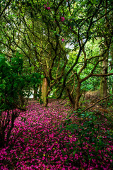 Obraz premium Pink Petals on the Ground inside the Beautiful Wood