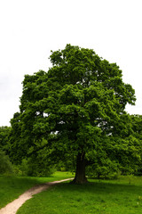 Fototapeta premium Big Green Oak Tree in the Park