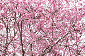 pink flowers