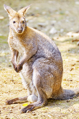 Cute Kangaroo.