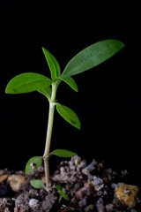 Small plant on pile of soil ,young plant on black background