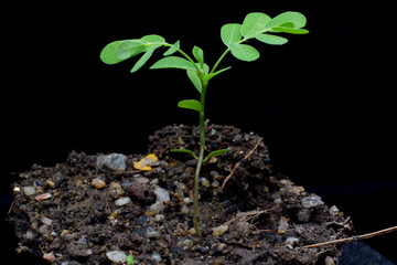Small plant on pile of soil ,young plant on black background