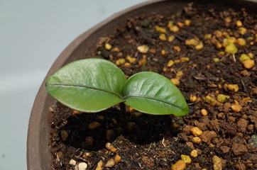 sprout　of mangosteen