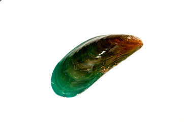 green mussel