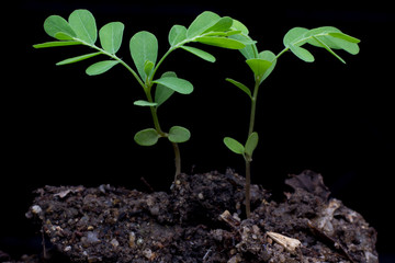young plant on black background