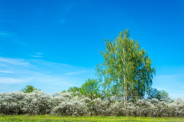 Obraz premium Summer landscape.