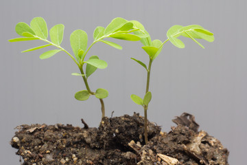 Small plant on pile of soil