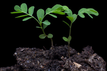 Small plant on pile of soil ,young plant on black background