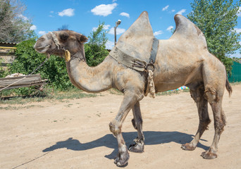 Bactrian camel.