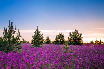 Fototapete Sommer Landschaft mit der blühenden Wiese bei Sonnenaufgang