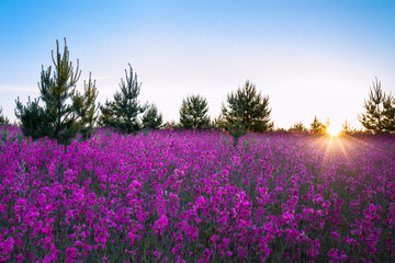 landscape with the blossoming  meadow at sunrise