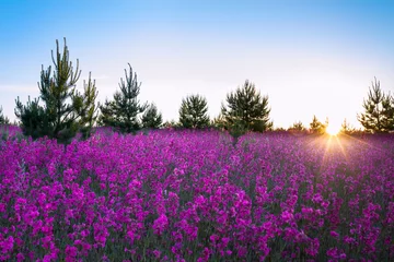 Wallpaper murals Spring landscape with the blossoming  meadow at sunrise
