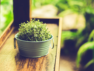 Plants in pots Vintage
