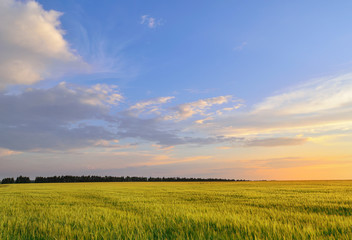 Obraz na płótnie Canvas Bright barley field under a summer sunset sky