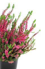 potted pink erica plant on white isolated background - obrazy, fototapety, plakaty