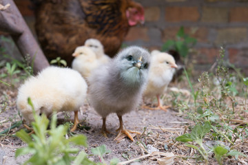 Chick stares with interest