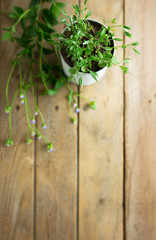 flower pot  Placed on a wood table / soft focus on tree