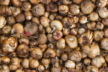 sword lily bulbs