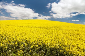 Obraz premium field of rapeseed - brassica napus