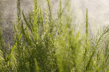 plant with flying mist