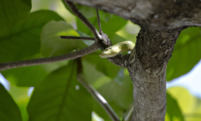 Hunting venomous tropical snake