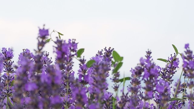Lavender ina field, video