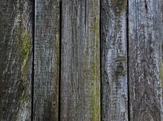 Obraz premium Wood texture