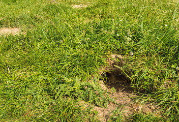 Burrow dug in a Dutch dike from close