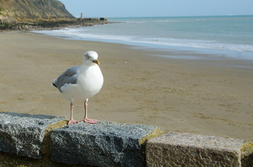 European Herring Gull