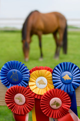 Arabian Horse in Pasture with Ribbons – An Arabian horse in the background, with ribbons he has...