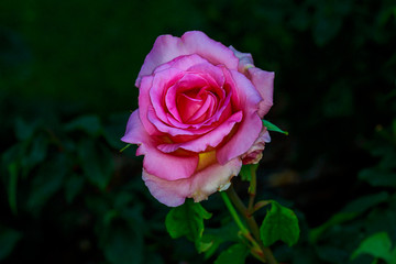 Beautiful Rose in Full Blossom