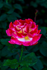 Beautiful Rose in Full Blossom