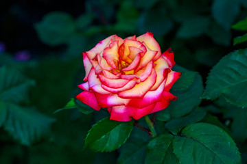 Beautiful Rose in Full Blossom