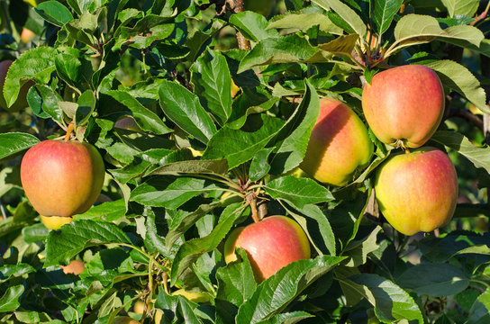 Apples in a Kent Orchard-
