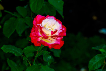 Beautiful Rose in Full Blossom