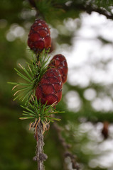 Лиственница