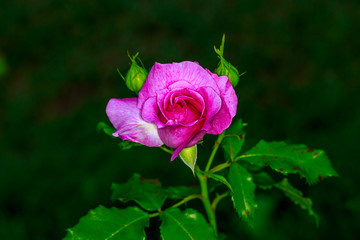 Beautiful Rose in Full Blossom
