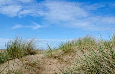 Sand Dune with Marram Grass against a beautiful blue sky.