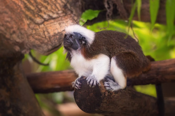 Tamarin cotton top monkey sitting in a tree.