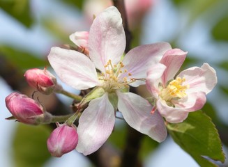 Spring time detail of flower of apple tree